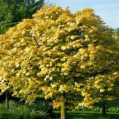 Клен ложноплатановый  Клен ложноплатановый в Калининграде