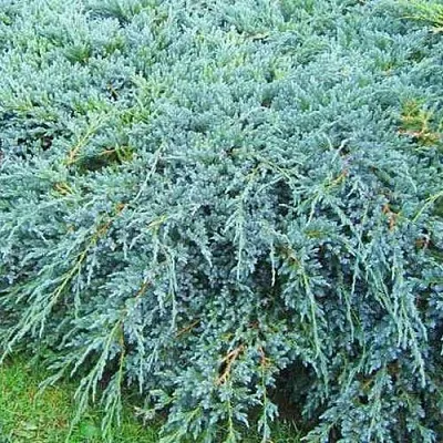 Можжевельник БЛЮ КАРПЕТ чешуйчатый  Можжевельник БЛЮ КАРПЕТ чешуйчатый в Калининграде