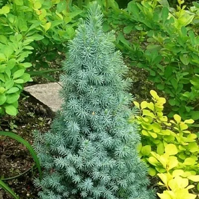 Ель КОНИКА сизая в Калининграде