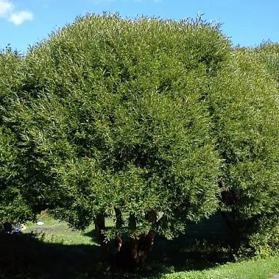 Ива ломкая   Ива ломкая  в Калининграде