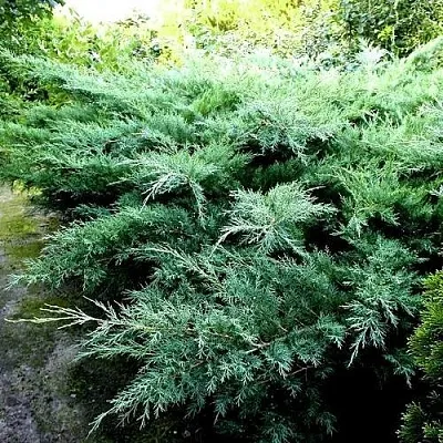 Можжевельник ПФИТЦЕРИАНА ГЛАУКА средний  Можжевельник ПФИТЦЕРИАНА ГЛАУКА средний в Калининграде