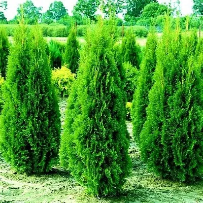 Туя ВИДМАНТ западная  Туя ВИДМАНТ западная в Калининграде