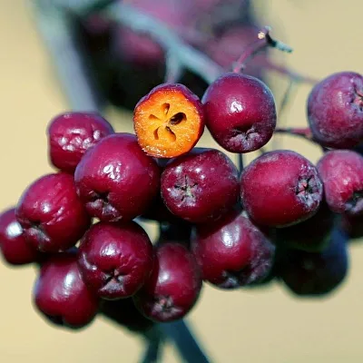Рябина сладкоплодная в Калининграде