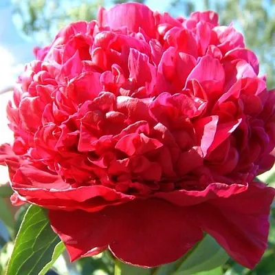 Пион ИНСПЕКТОР ЛАВЕРН травянистый в Калининграде