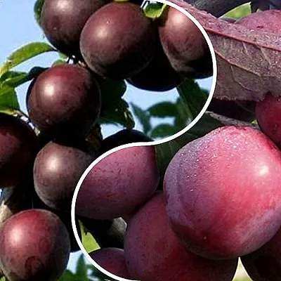 Комплект ИЗЮМИНКА САДА в Калининграде