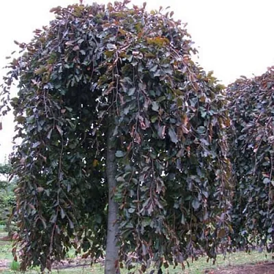 Бук в Калининграде