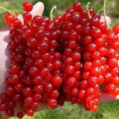 Смородина красная РЕД ПУЛ  Смородина красная РЕД ПУЛ в Калининграде