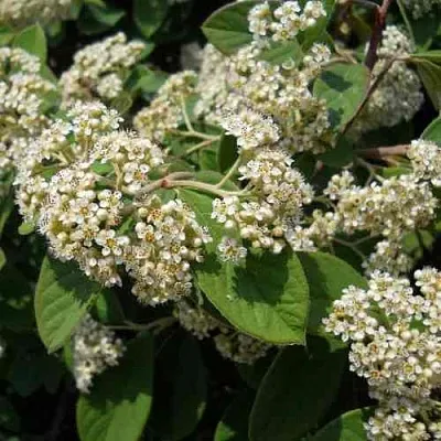 Кизильник пузырчатый в Калининграде