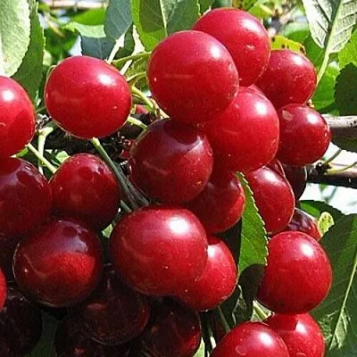 Вишня ГЛУБОКСКАЯ в Калининграде