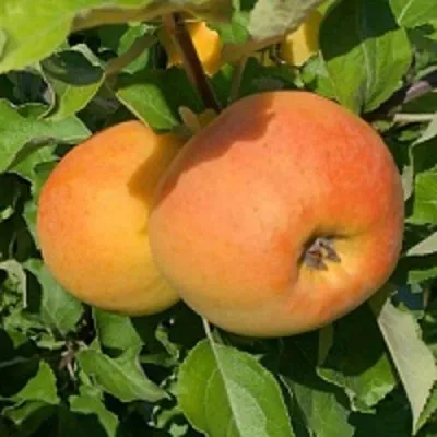 Яблоня АНТОНОВКА ЗОЛОТАЯ — описание сорта Яблоня АНТОНОВКА ЗОЛОТАЯ в Калининграде