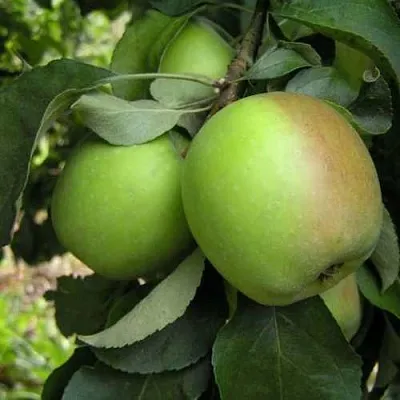 Яблоня ПАМЯТЬ СИКОРЫ  Яблоня ПАМЯТЬ СИКОРЫ в Калининграде