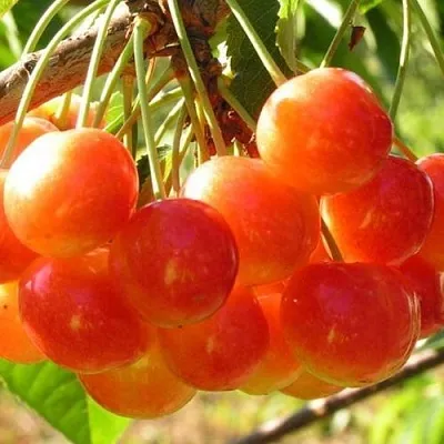 Черешня СОПЕРНИЦА в Калининграде