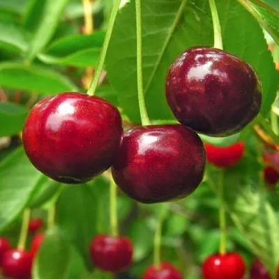 Вишня УЙФЕХЕРТОЙ ФЮРТОШ в Калининграде