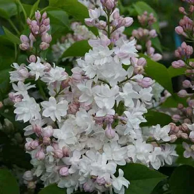 Сирень КРАСАВИЦА МОСКВЫ  Сирень КРАСАВИЦА МОСКВЫ в Калининграде