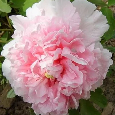 Пион БУКЕТ РОЗОВЫХ ГВОЗДИК древовидный  Пион БУКЕТ РОЗОВЫХ ГВОЗДИК древовидный в Калининграде