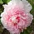 Пион БУКЕТ РОЗОВЫХ ГВОЗДИК древовидный в Калининграде