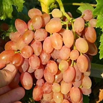 Виноград КИШМИШ ЛУЧИСТЫЙ в Калининграде