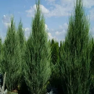 Можжевельник СКАЙРОКЕТ скальный в Калининграде