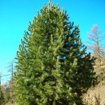 Сосна кедровая сибирская в Калининграде