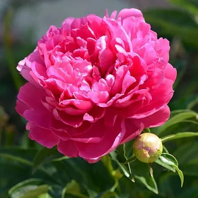 Пион БУШЕЛА травянистый  Пион БУШЕЛА травянистый в Калининграде