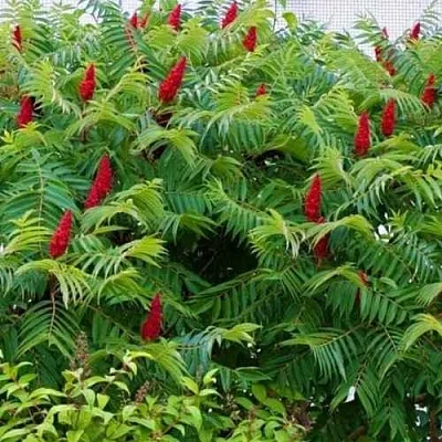 Сумах  Сумах в Калининграде