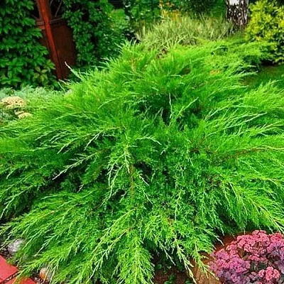 Можжевельник МИНТ ДЖУЛЕП средний  Можжевельник средний Mint Julep (МИНТ ДЖУЛЕП) в Калининграде