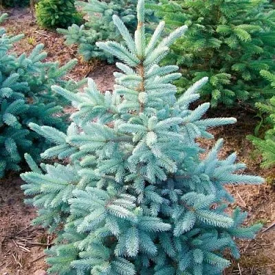 Ель КЕЙБАБ колючая в Калининграде