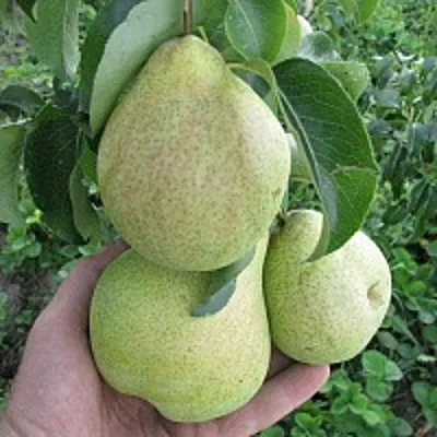 Груша КУДЕСНИЦА  Груша КУДЕСНИЦА в Калининграде