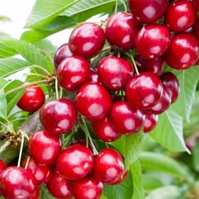 Вишня МАЛЮТКА колонновидная в Калининграде