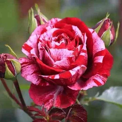 Саженцы роз ДИП ИМПРЕШН флорибунда  Саженцы роз ДИП ИМПРЕШН флорибунда в Калининграде