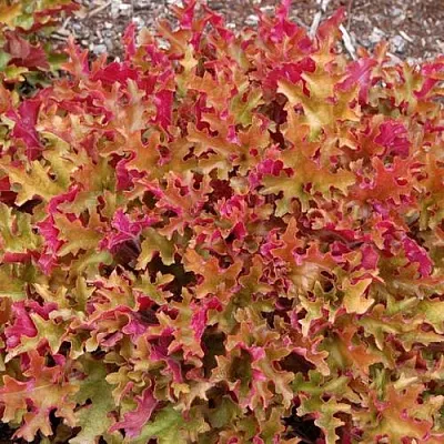 Гейхера МАРМЕЛАД  Гейхера МАРМЕЛАД в Калининграде