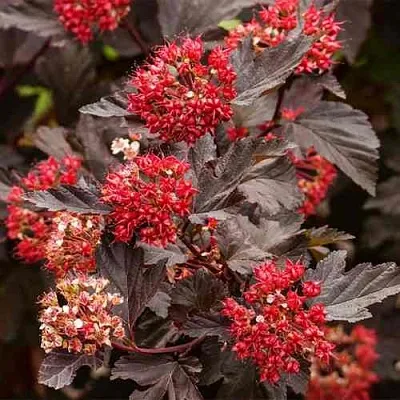 Пузыреплодник РЕД БАРОН  Пузыреплодник РЕД БАРОН в Калининграде