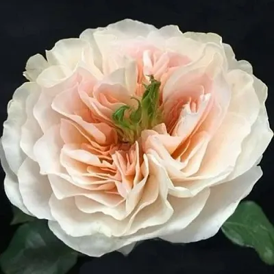 Саженцы роз ЧАРИТИ английская  Саженцы роз ЧАРИТИ английская в Калининграде