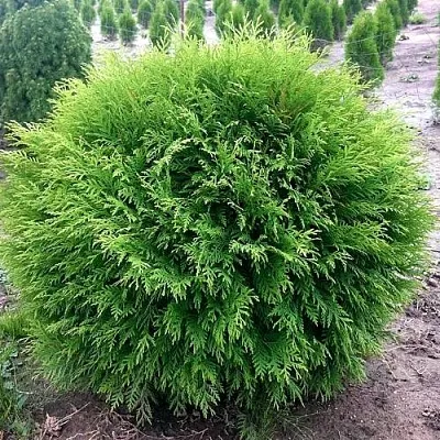 Туя ЛИТЛ ЧЕМПИОН западная  Туя ЛИТЛ ЧЕМПИОН западная в Калининграде