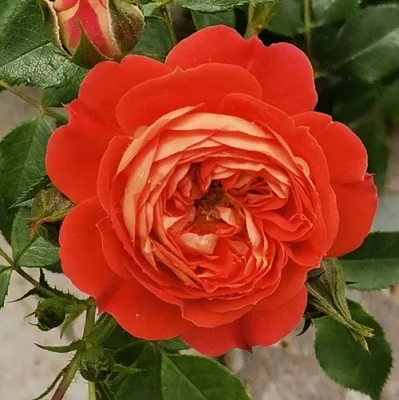 Саженцы роз СТАРЛЕТ РОУЗ КАРМЕН плетистая  Саженцы роз СТАРЛЕТ РОУЗ КАРМЕН плетистая в Калининграде