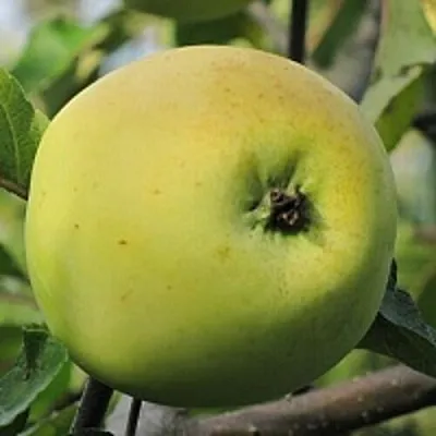 Яблоня РОССИЯНКА  Яблоня РОССИЯНКА в Калининграде