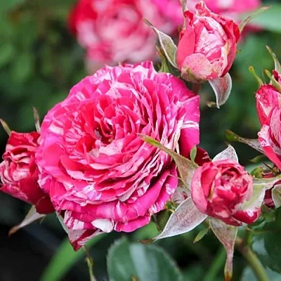 Саженцы роз АРРОУ ФОЛИЕС спрей  Саженцы роз АРРОУ ФОЛИЕС спрей в Калининграде