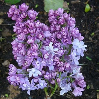 Сирень НАДЕЖДА  Сирень НАДЕЖДА в Калининграде