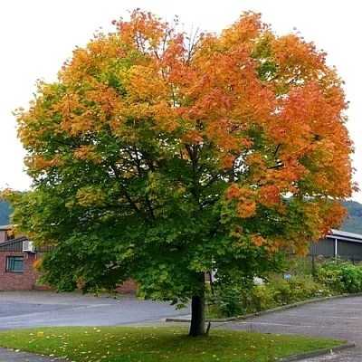 Клен остролистный  Клен остролистный в Калининграде