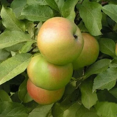 Яблоня ВЕРБНОЕ  Яблоня ВЕРБНОЕ в Калининграде