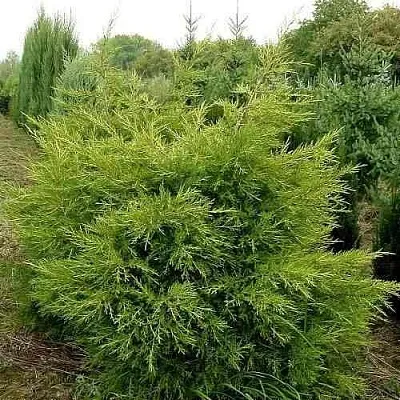 Можжевельник КУРИВАО ГОЛД китайский  Можжевельник КУРИВАО ГОЛД китайский в Калининграде