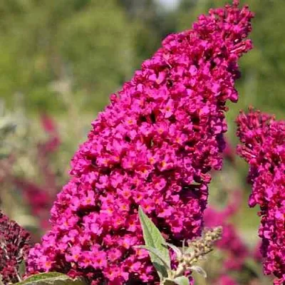Буддлея давида РОЯЛ РЕД  Буддлея давида РОЯЛ РЕД в Калининграде