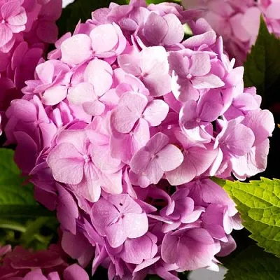 Гортензия БУКЕТ РОУЗ крупнолистная  Гортензия БУКЕТ РОУЗ крупнолистная в Калининграде