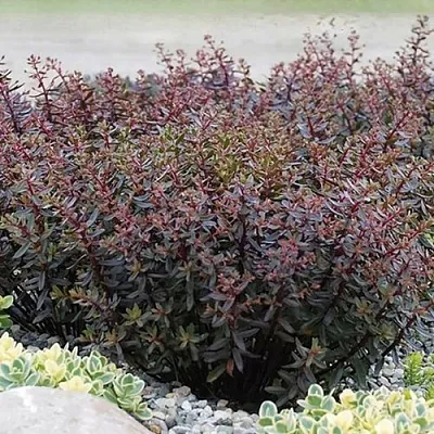 Очиток (седум) САНСПАРКЛЕР ДЖЕЙД ТАФФЕТ в Калининграде