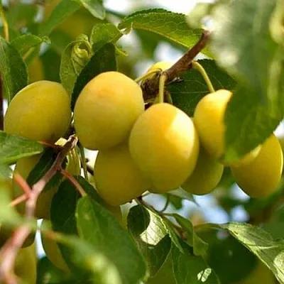 Слива ОЧАКОВСКАЯ ЖЕЛТАЯ  Слива ОЧАКОВСКАЯ ЖЕЛТАЯ в Калининграде