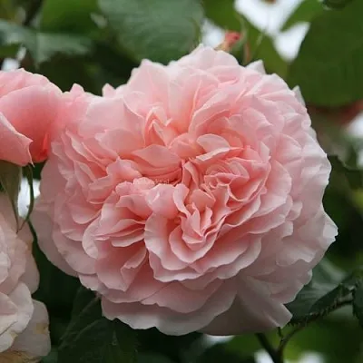 Саженцы роз РОЗ ДЕ ТОЛБИАК плетистая  Саженцы роз РОЗ ДЕ ТОЛБИАК плетистая в Калининграде