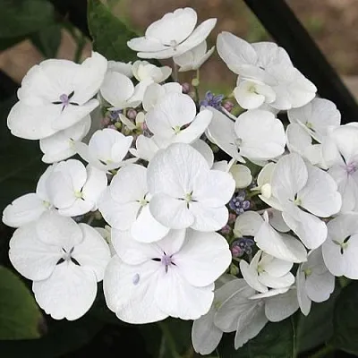 Гортензия ЛИБЕЛЛЕ крупнолистная  Гортензия ЛИБЕЛЛЕ крупнолистная в Калининграде