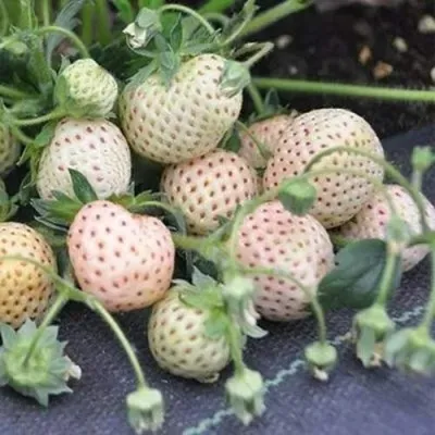 Клубника АНАНАСА ремонтантная — описание сорта Клубника АНАНАСА ремонтантная в Калининграде