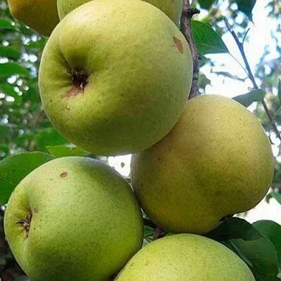 Груша РОГНЕДА  Груша РОГНЕДА в Калининграде