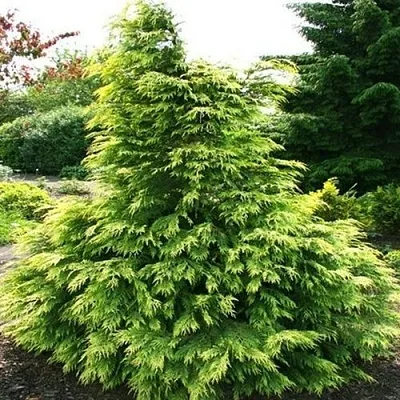 Кипарисовик САНКИСТ лавсона в Калининграде